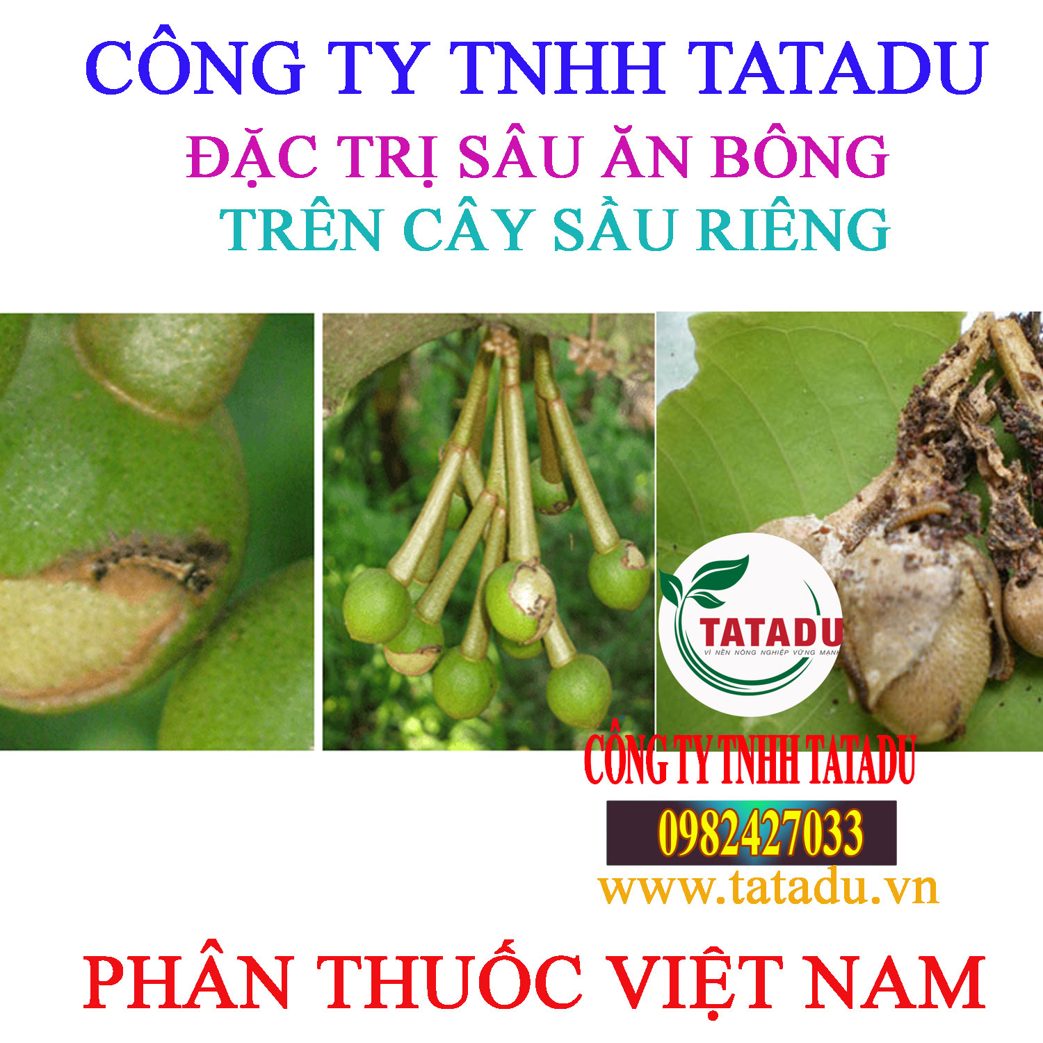 SAU AN BONG SAU RIENG
