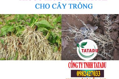 CẬP NHẬT TẤT CẢ CÁC SẢN PHẨM KÍCH RỄ CHO MỌI LOẠI CÂY TRỒNG