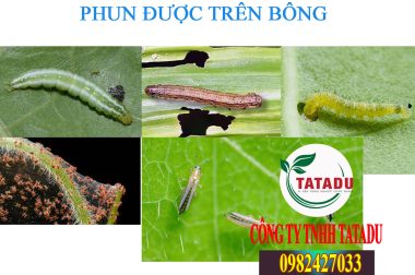 TỔNG HỢP TẤT CẢ CÁC LOẠI THUỐC TRỪ SÂU PHUN ĐƯỢC TRÊN BÔNG