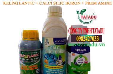 GIẢI PHÁP NÔNG HỘC, LỚN TRÁI, TRÒN TRÁI SẦU RIÊNG TATADU