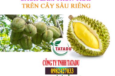 THUỐC LÀM TRÒN TRÁI SẦU RIÊNG ? CÔNG TY TNHH TATADU