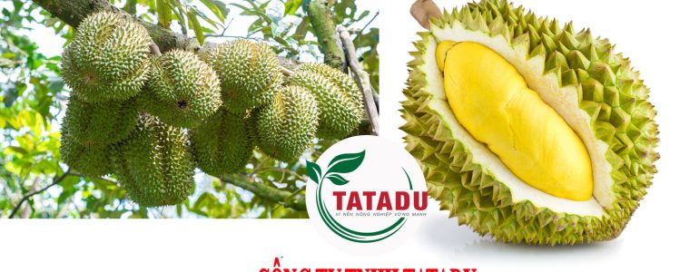 CACH LAM TRON TRAI SAU RIENG