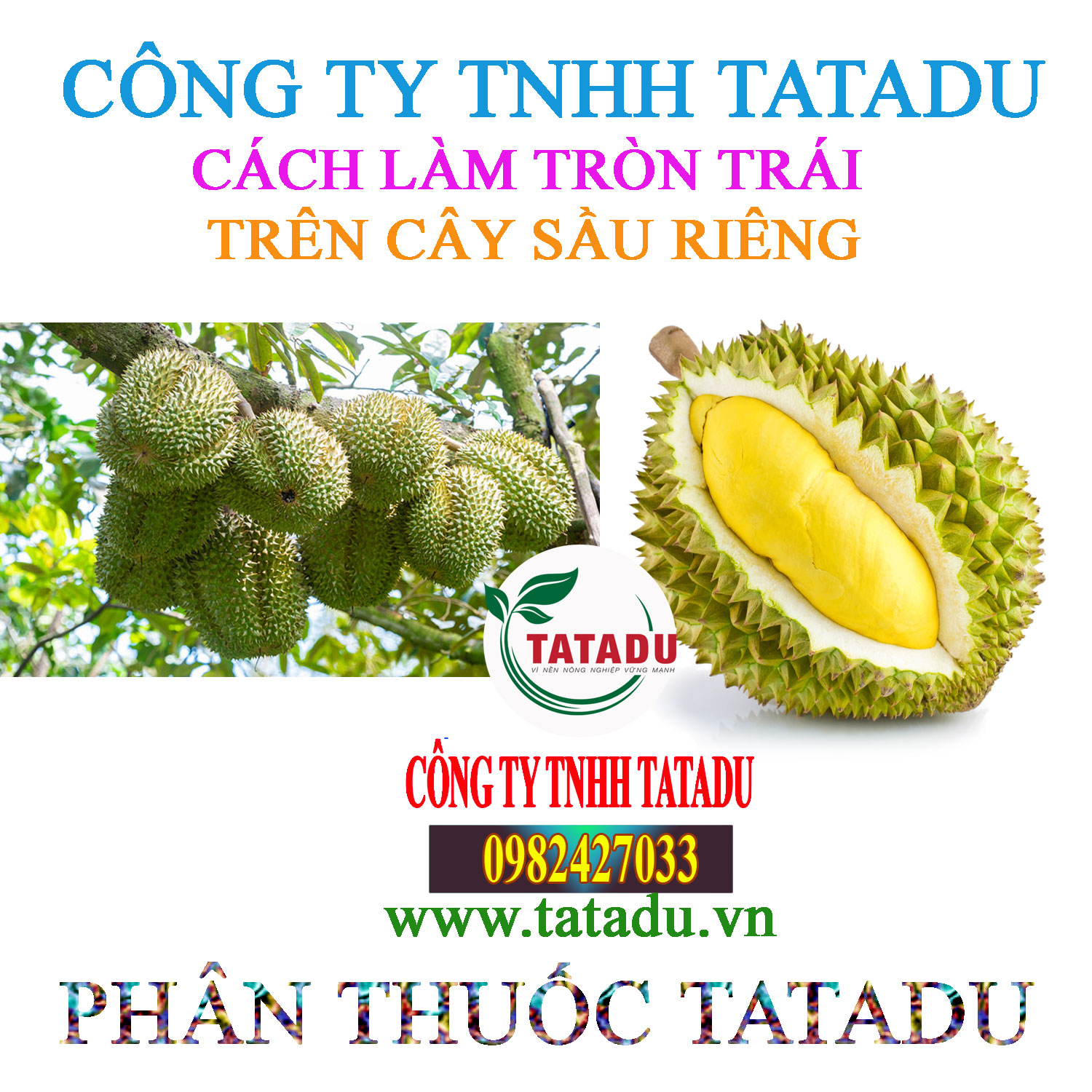 CACH LAM TRON TRAI SAU RIENG