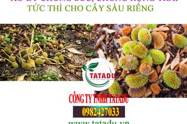 SẢN PHẨM CHUYÊN DÙNG CHỐNG SỐC, CHỐNG RỤNG TỨC THÌ CHO CÂY SẦU RIÊNG