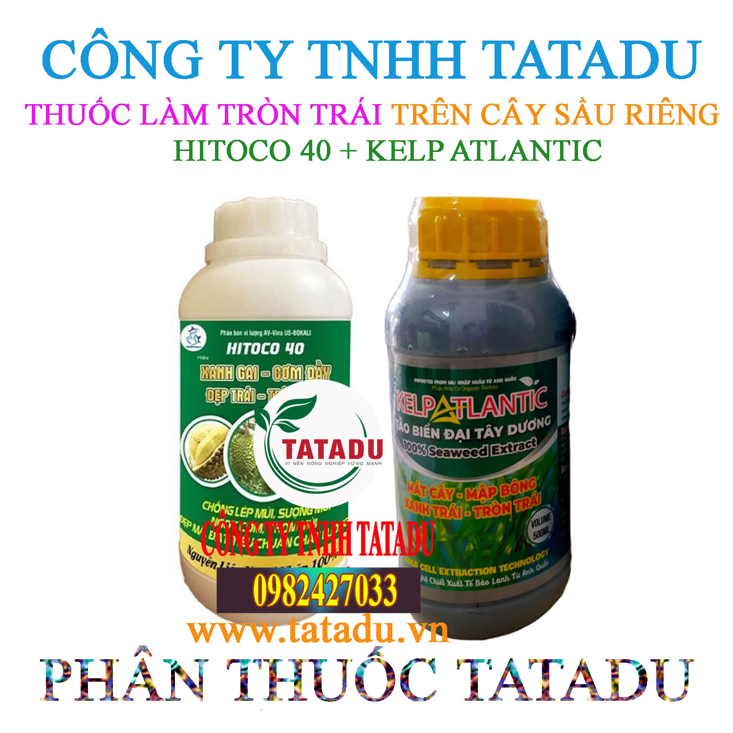 HITOCO 40 KELP ATLANTIC