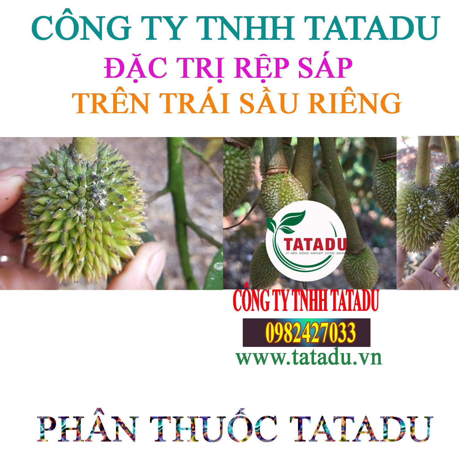 REP SAP TREN TRAI SAU RIENG