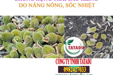 SẦU RIÊNG BỊ SỐC NHIỆT PHẢI XỬ LÝ NHƯ THẾ NÀO ?