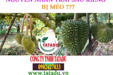 NGUYÊN NHÂN TRÁI SẦU RIÊNG BỊ MÉO ?