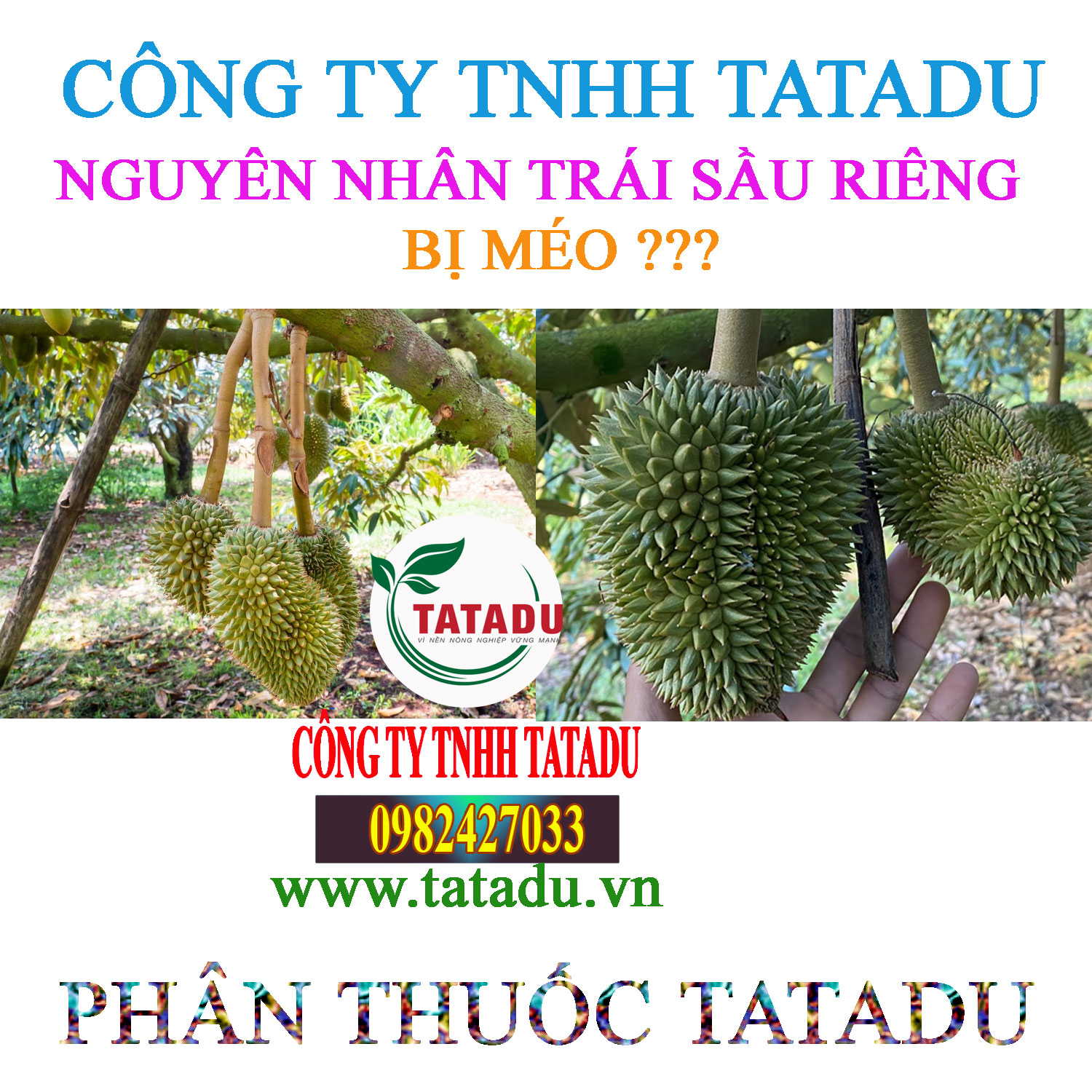 SAU RIENG BI MEO TRAI