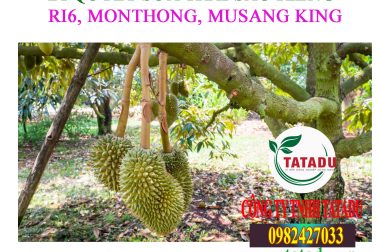 SỬA TƯỚNG TRÁI SẦU RIÊNG RI6, MONTHONG, MUSANG KING