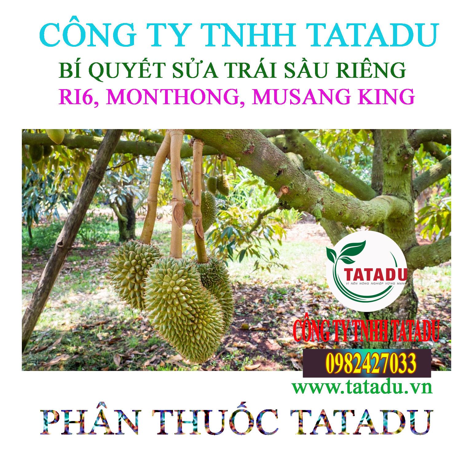 SUA TRAI SAU RIENG