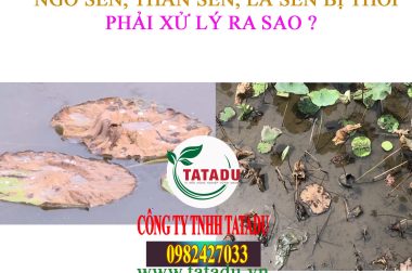 NGÓ SEN, RỄ SEN, LÁ SEN BỊ THỐI PHẢI XỬ LÝ RA SAO ?