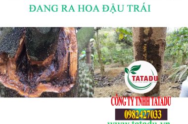 XỬ LÝ XÌ MỦ TRÊN CÂY SẦU RIÊNG ĐANG RA HOA ĐẬU TRÁI