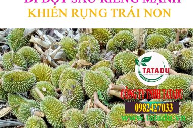 TÁC ĐỘNG CỦA ĐI ĐỌT ĐẾN TRÁI SẦU RIÊNG NON