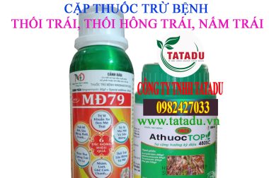 ĐẶC TRỊ BỆNH THỐI TRÁI, THỐI HÔNG TRÁI TRÊN CÂY SẦU RIÊNG