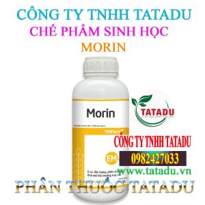 MORIN