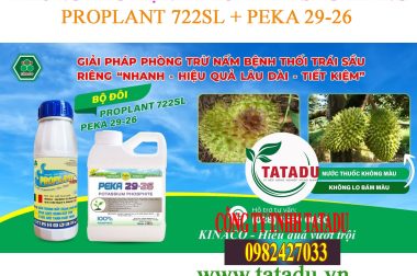 BỆNH THỐI TRÁI SẦU RIÊNG NGUYÊN NHÂN VÀ THUỐC ĐẶC TRỊ
