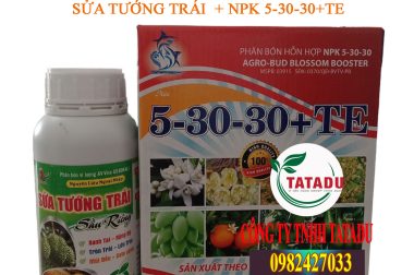 GIẢI PHÁP CHO SẦU RIÊNG TRÒN TRÁI, CHỈNH TRÁI