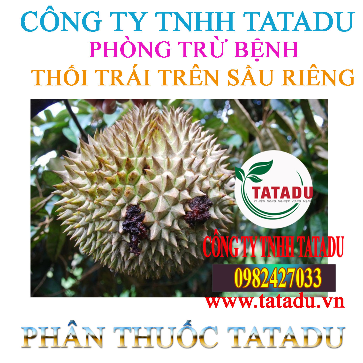 BENH THOI TRAI TREN TRAI SAU RIENG