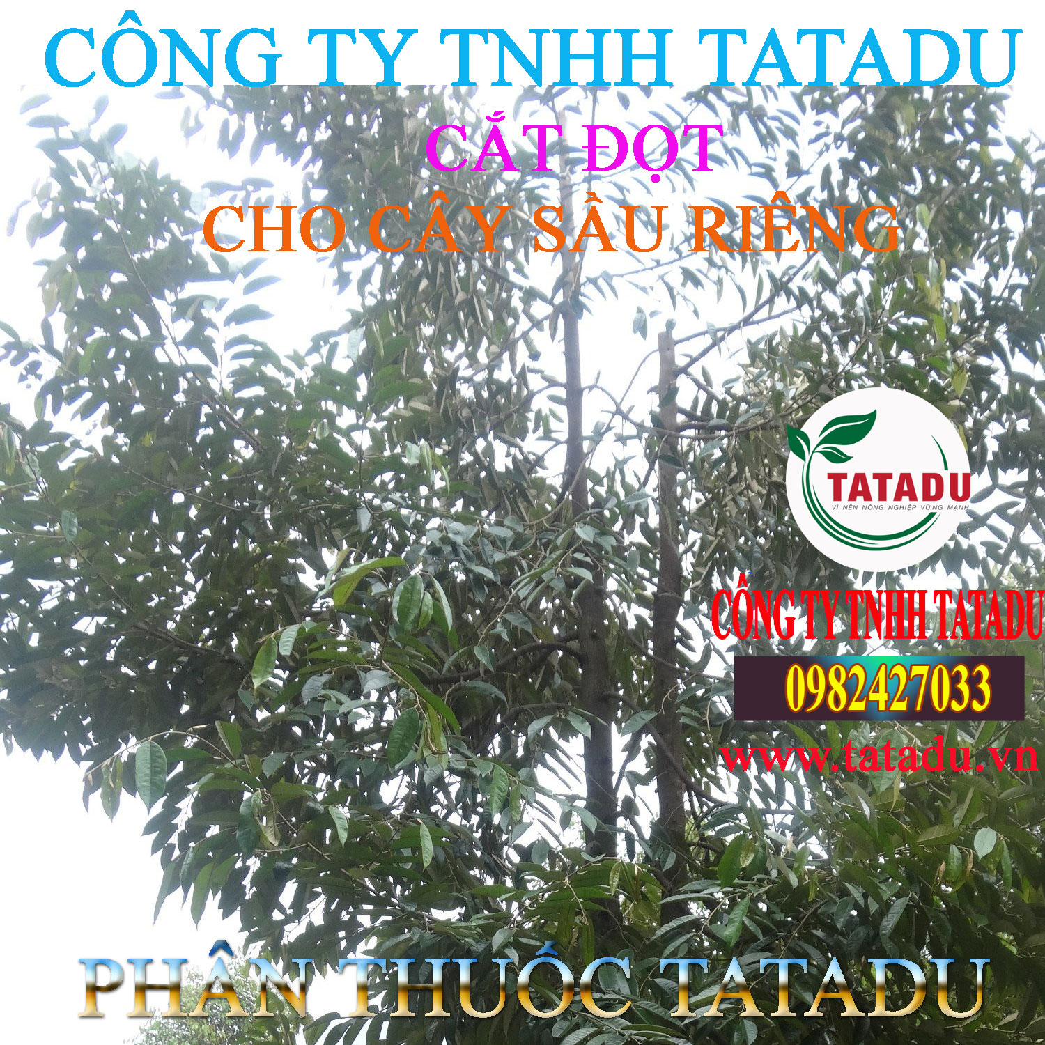 CAT DOT CHO CAY SAU RIENG