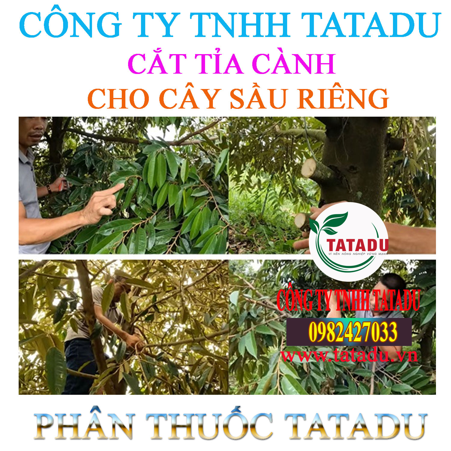 CAT TIA CANH CHO CAY SAU RIENG