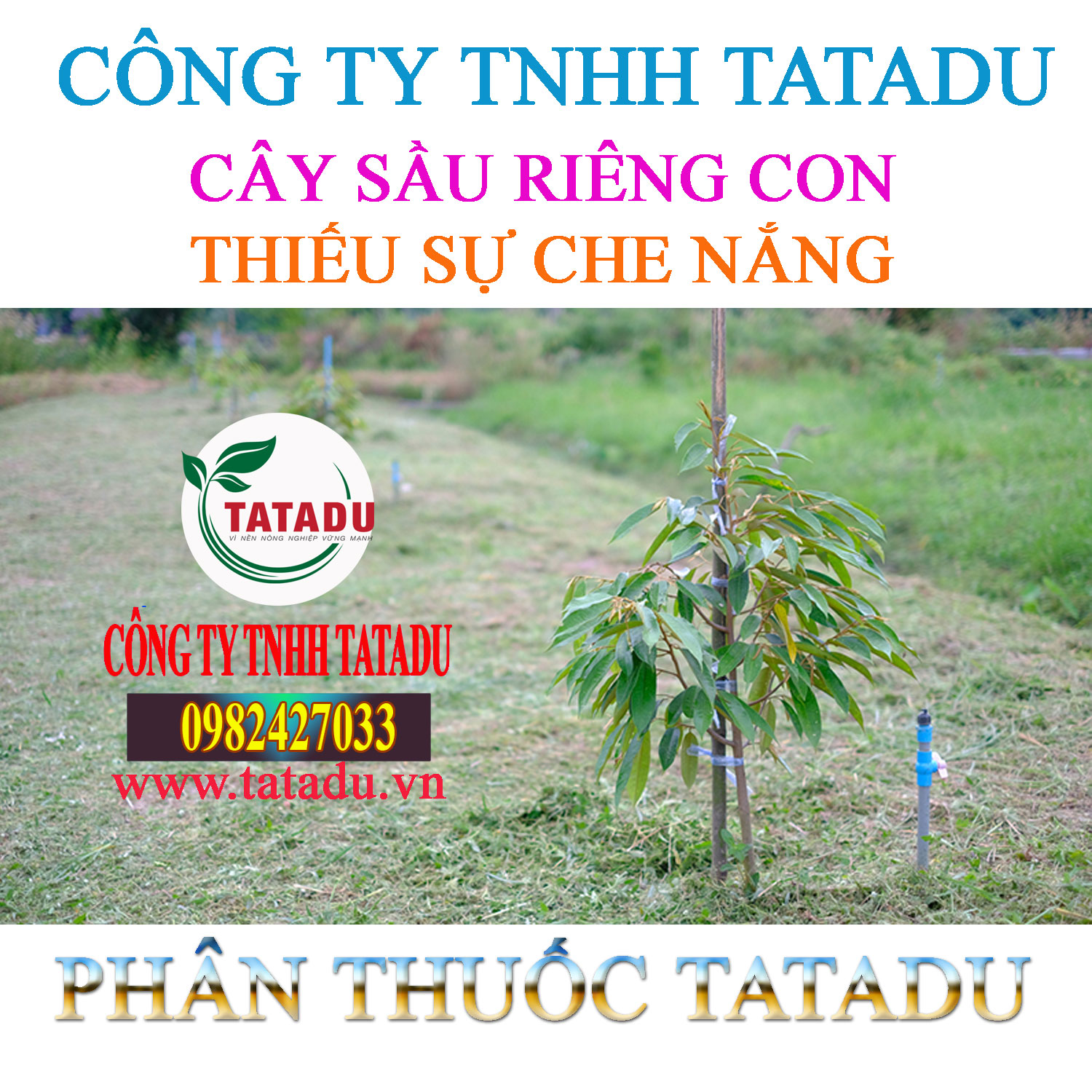 CAY SAU RIENG CON THIEU SU CHE NANG