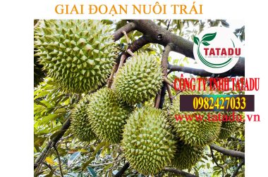 DINH DƯỠNG CHO SẦU RIÊNG GIAI ĐOẠN NUÔI TRÁI