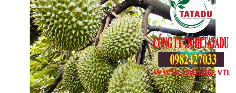 CHAM SOC SAU RIENG GIAI DOAN NUOI TRAI