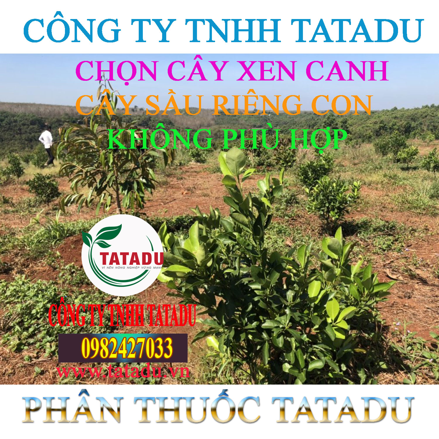CHON CAY XEN CANH CAY SAU RIENG KHONG PHU HOP