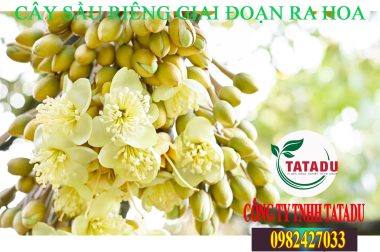 MỘT SỐ LƯU Ý VỀ KỸ THUẬT CHĂM SÓC CÂY SẦU RIÊNG GIAI ĐOẠN RA HOA