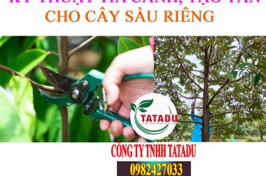 KỸ THUẬT TỈA CÀNH, TẠO TÁN CHO SẦU RIÊNG