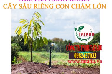 4 NGUYÊN NHÂN KHIẾN SẦU RIÊNG CON CHẬM LỚN
