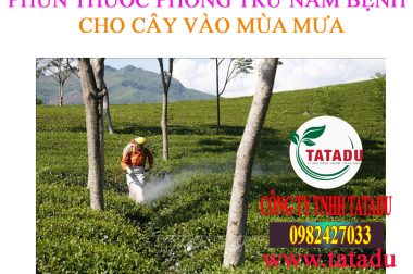 5 Điều Cần Quan Tâm Ở Vườn Cây Vào Mùa Mưa