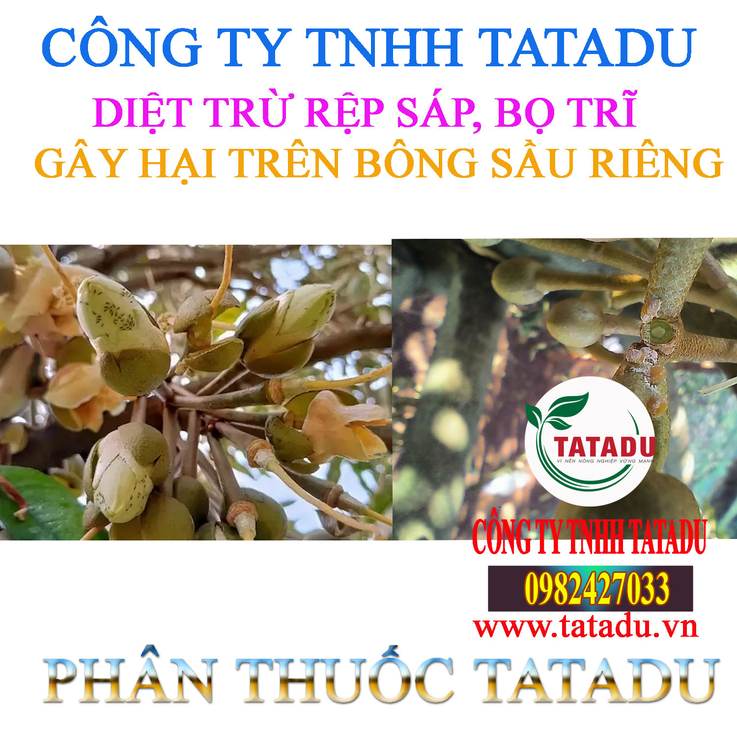 REP SAP BO TRI HAI BONG SAU RIENG