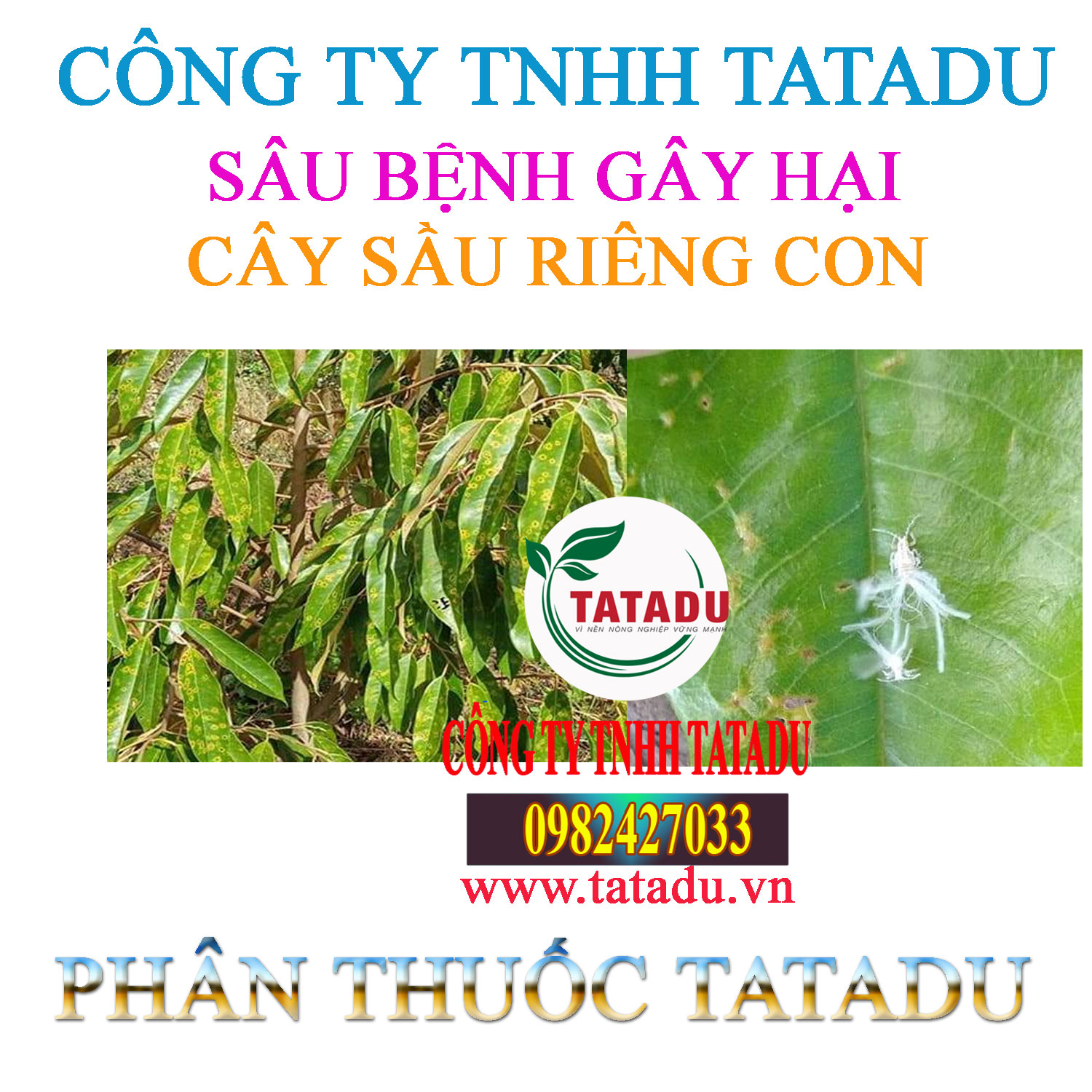 SAU BENH HAI CAY SAU RIENG CON
