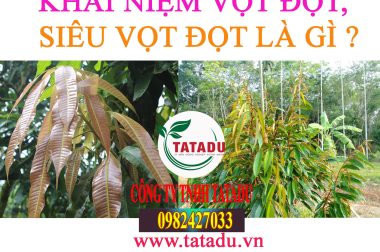 VỌT ĐỌT LÀ GÌ ? SIÊU VỌT ĐỌT TRÊN CÂY TRỒNG LÀ GÌ ?