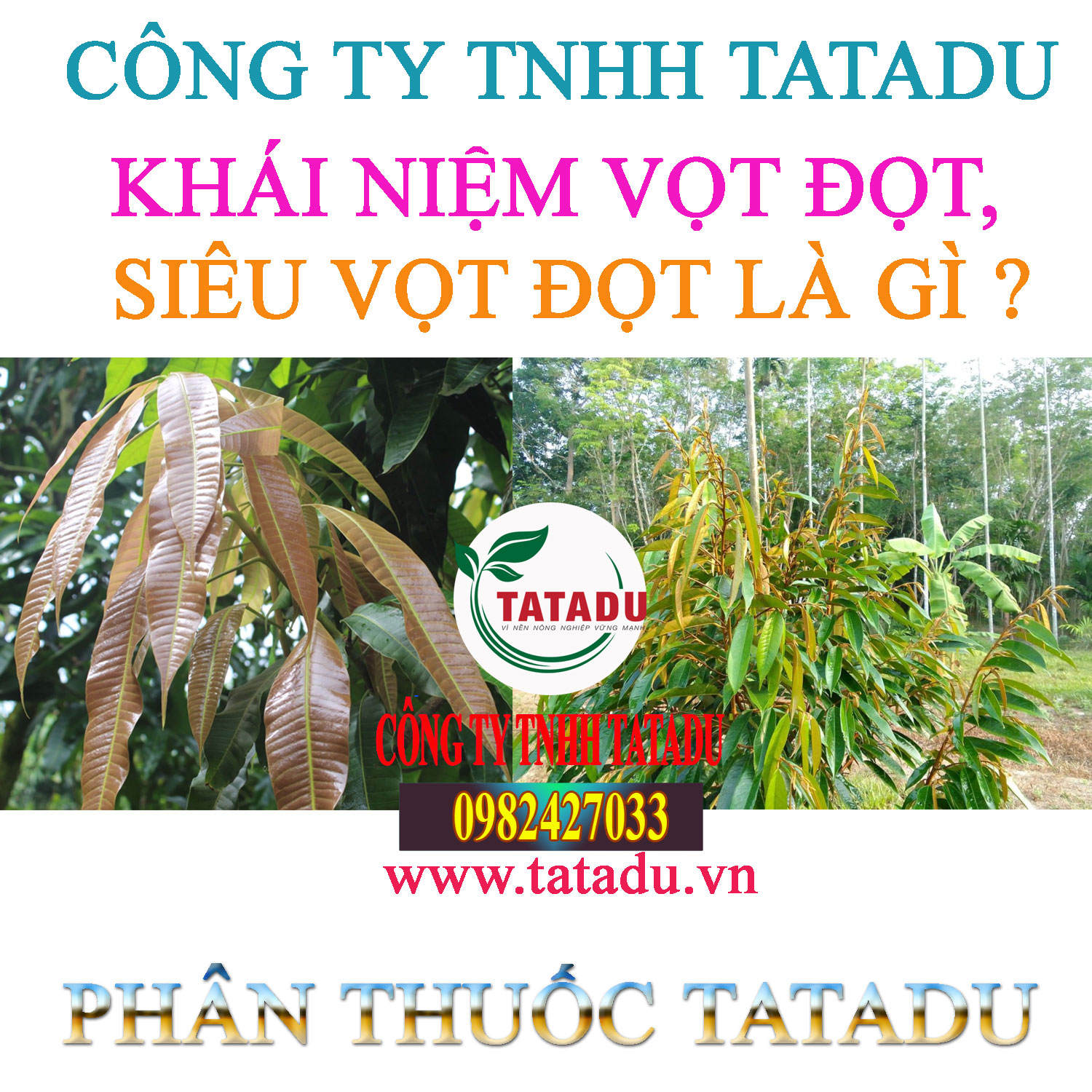 SIEU VOT DOT LA GI SIEU VOT DOT LA GI