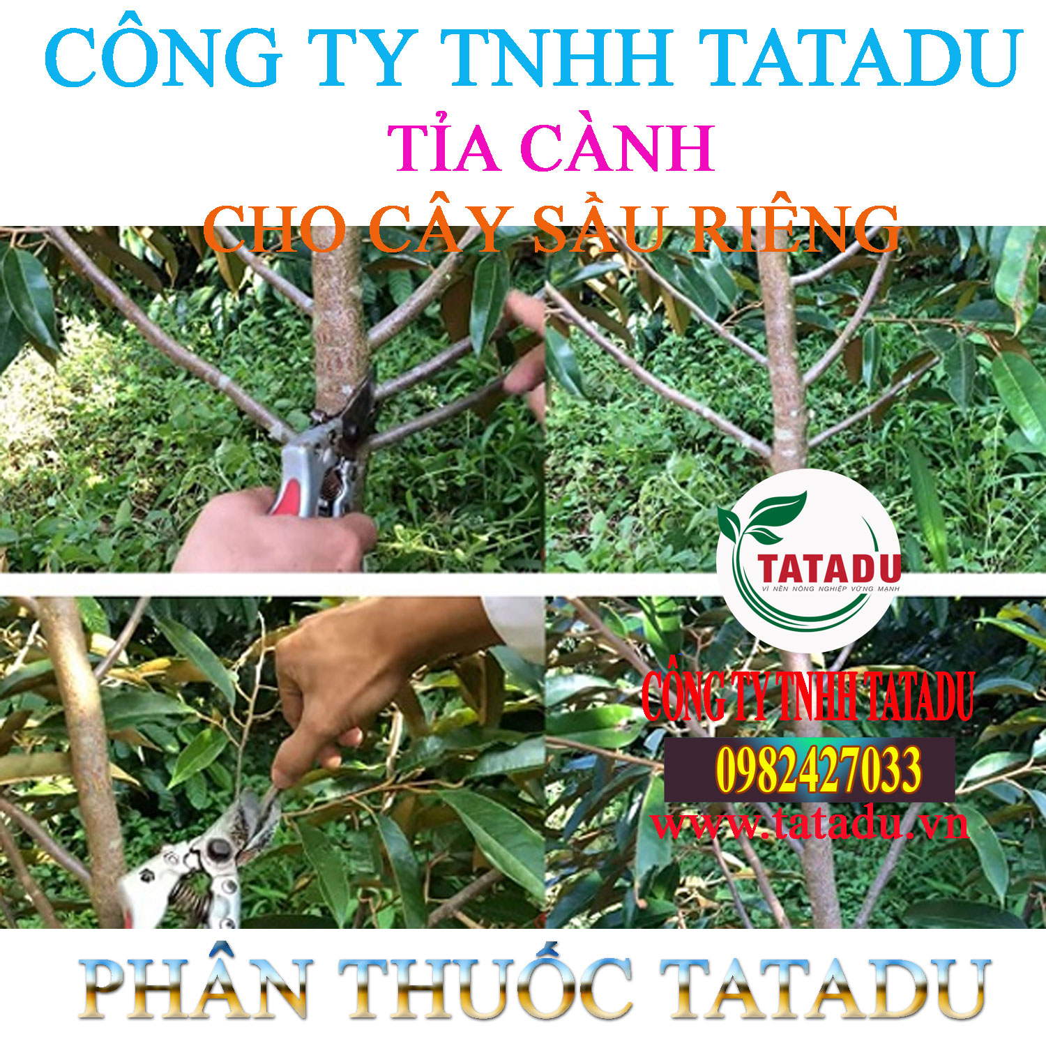 TIA CANH CAY SAU RIENG