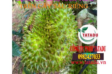 BỆNH ĐỎ GAI, NẤM TRÁI TRÊN CÂY SẦU RIÊNG