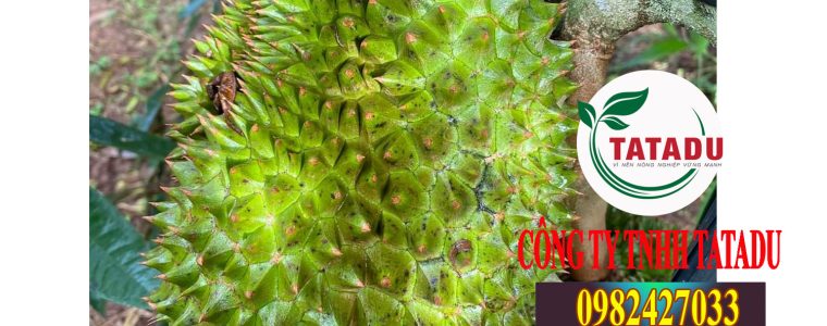 BENH DO GAI NAM TRAI SAU RIENG