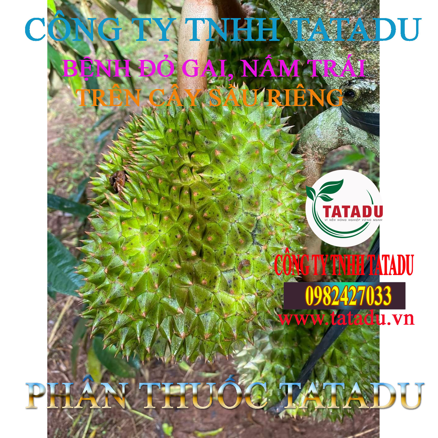 BENH DO GAI NAM TRAI SAU RIENG