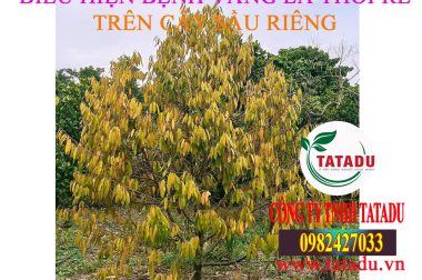 BỆNH VÀNG LÁ THỐI RỄ TRÊN CÂY SẦU RIÊNG