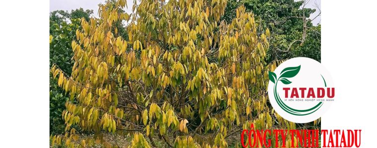 BIEU HIEN BENH VANG LA THOI RE CAY SAU RIENG