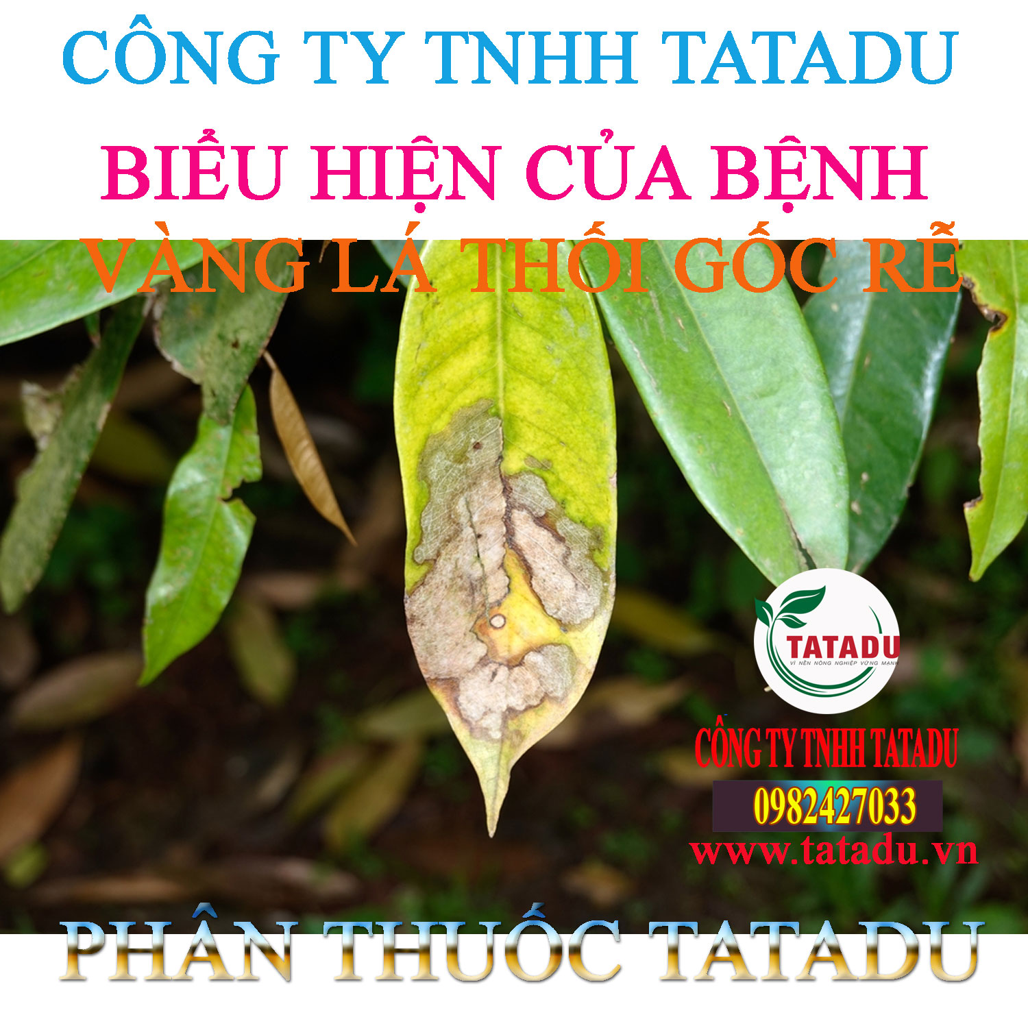 BIEU HIEN CUA BENH VANG LA THOI GOC RE