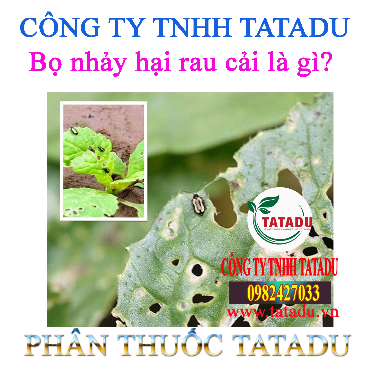 Bo nhay hai rau cai la gi