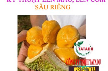 GIAI ĐOẠN SẦU RIÊNG LÊN CƠM, LÊN MÀU