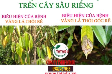 PHÂN BIỆT BỆNH VÀNG LÁ THỐI RỄ VÀ BỆNH VÀNG LÁ THỐI GỐC CÂY SẦU RIÊNG