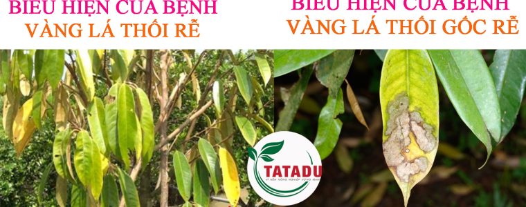 PHAN BIET BENH VANG LA THOI RE TREN CAY SAU RIENG