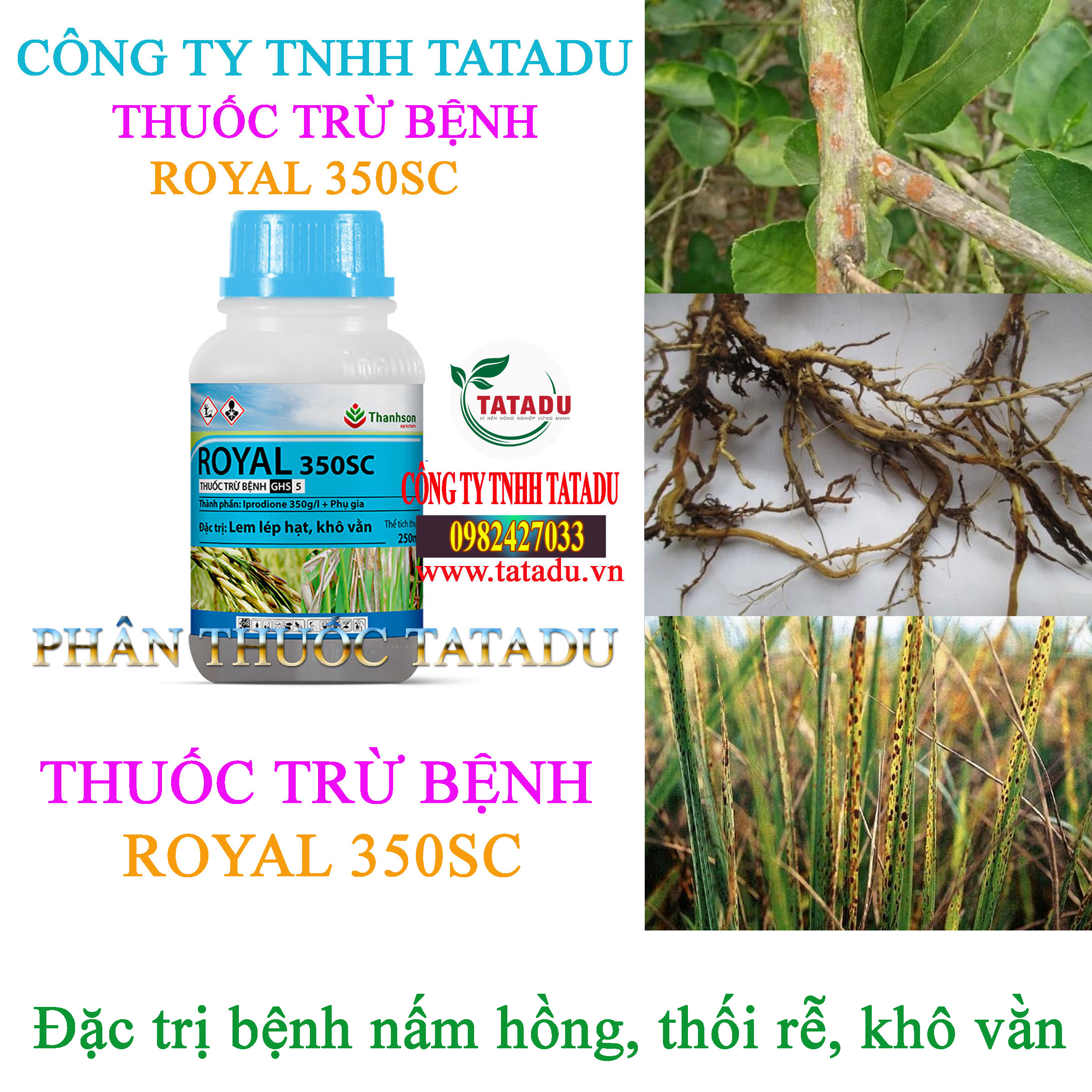 ROYAL 350SC tri benh nam hong ROYAL 350SC tri benh nam hong