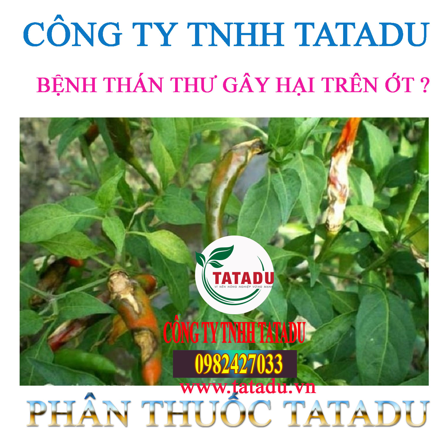 BENH THAN THU GAY HAI TREN OT